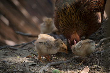Beautiful portrait of cute baby chicks