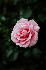 Beautiful pink rose. Summer flower nature background.