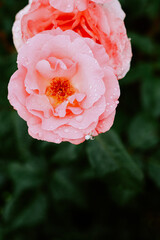 Beautiful pink rose. Summer flower nature background. Flower and white spider
