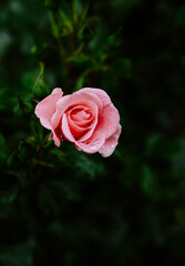 Beautiful pink rose. Summer flower nature background.