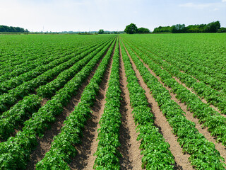Fototapeta na wymiar Low level aerial close up image of potato plants in an arable crop of potatoes in the English countryside farmland 