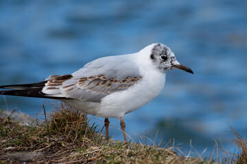 black-headed gull at the pier, close up