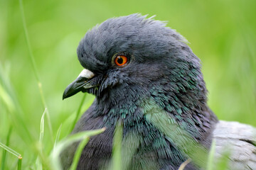 close up portrait of common pigeon, Columba livia
