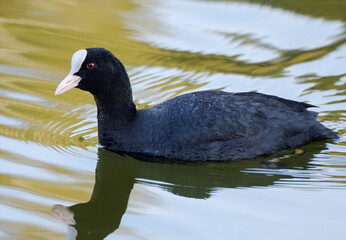 Eurasian coot in the lake, Fulica atra