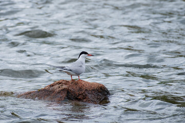 Common tern standing on the rock in the water, Sterna hirundo
