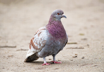 common pigeon or rock dove, Columba livia