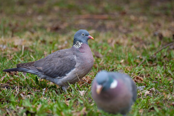 Common wood pigeons foraging in the forest, Columba palumbus