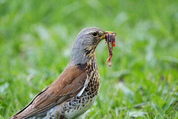 Fieldfare with earthworms in the beak, Turdus pilaris