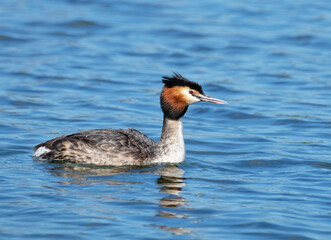 Great crested grebe close up, Podiceps cristatus