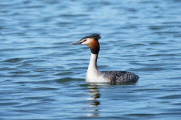 Great crested grebe in whe water, Podiceps cristatus