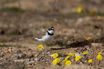 Little ringed plover on the shore, Charadrius dubius