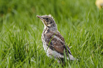juvenile fieldfare in the grass, Turdus pilaris