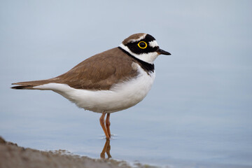 Little ringed plover, Charadrius dubius