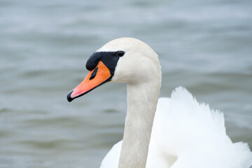 Mute swan close up, Cygnus olor