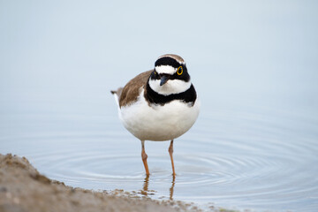 Little ringed plover, front view, Charadrius dubius
