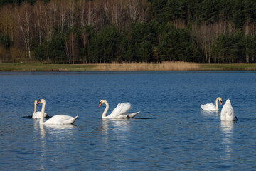 Mute swans in the water, Cygnus olor