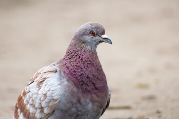 portrait of common pigeon or rock dove, Columba livia