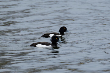 Tufted ducks, two males, Aythya fuligula