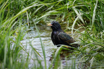 starling taking a bath, Sturnus vulgaris
