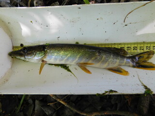 northern pike esox lucius underwater scuba diving encounter in Most lake czech republic freshwater...