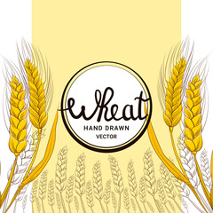 Wheat harvest in hand drawn style with lettering for bakery shop or flour packaging design on white background, grain harvest, food banner
