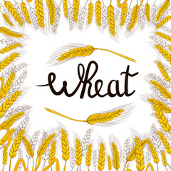 Wheat harvest in hand drawn style with lettering for bakery shop or flour packaging design on white background, grain harvest, food banner