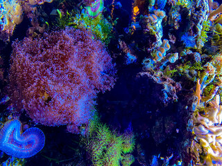 coral reef in the sea