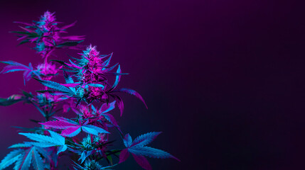 Purple marijuana plants in colored pink neon light on dark background. Purple Cannabis Background Banner with empty space for text. Beautiful aesthetic medical hemp - obrazy, fototapety, plakaty
