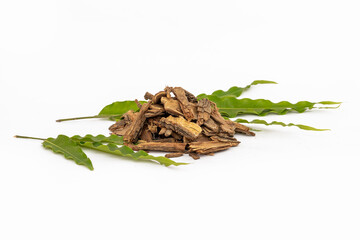 Ayurvedic oganic saraca indica or saraca asoca or ashok chaal with leaves