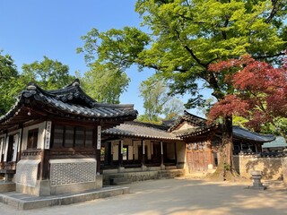 korea / korean traditional palace / garden /창덕궁 후원
