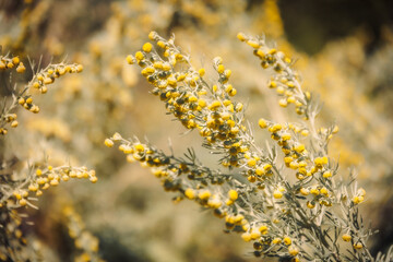 Sicilian Spring Landscape