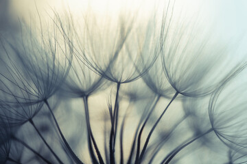 Big dandelion seeds. Macro photo. Natural background
