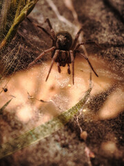 Spider Macro in Sicily