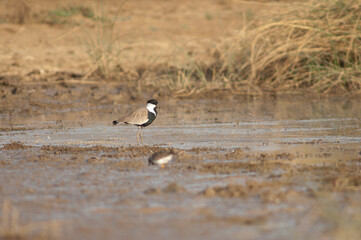 Spur-winged lapwing Vanellus spinosus eating. Oiseaux du Djoudj National Park. Saint-Louis. Senegal.