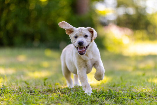 cute labrador puppy