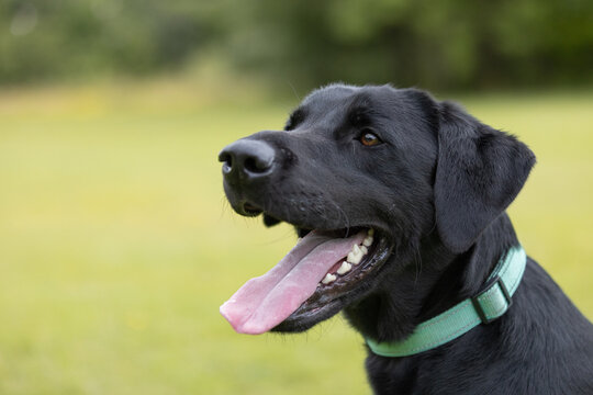 Side view of young black Labrador wearing collar and his tongue sticking out at the dog park