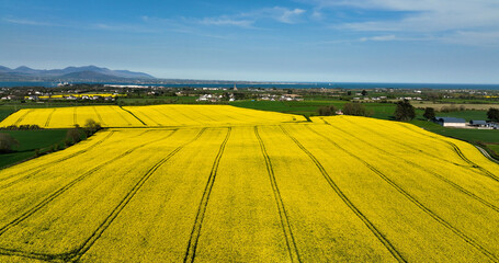 An Aerial photo of fields of Yellow Oilseed rape rapeseed blowing in wind in Ireland