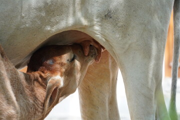 Selective focus on calf, Young calf drinks milk from his mother