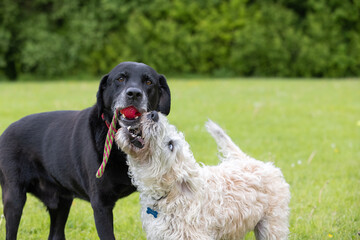 White labradoodle looking up at black Labrador with a red toy in the mouth. Dogs having fun at the...