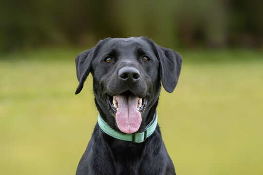 Young black Labrador retriever with collar looking at camera with tongue sticking out of mouth