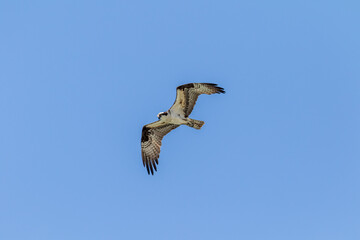 osprey in flight