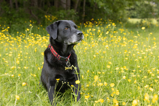 Black Labrador retriever sitting down on grass amongst yellow buttercups and looking sideways