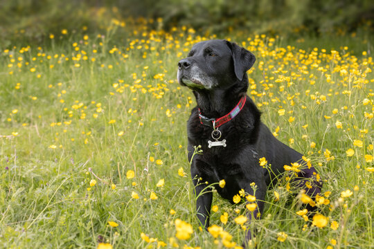 Black Labrador retriever standing in yellow buttercups and looking sideways