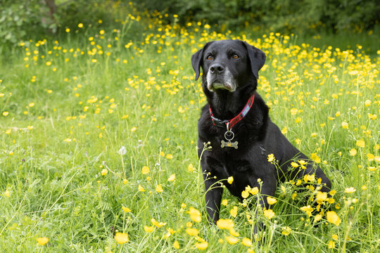 Black Labrador retriever sitting down on grass and yellow buttercups and looking in the camera