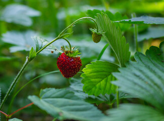 strawberries, summer berries, in a forest clearing