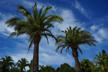 Fototapeta na wymiar Der Palmengarten im Kurpark in Bad Pyrmont 