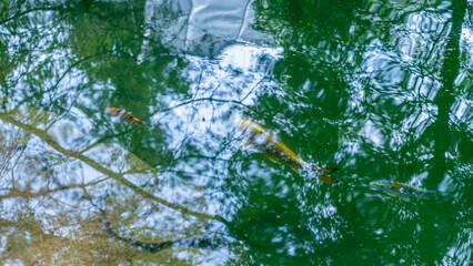 Silhouettes of blue and yellow koi fish exotic carp in the pond on the backyard. Trees are reflected in the water.