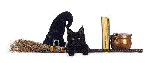 Maine Coon cat kitten, sitting in halloween setting with broom and hat. Looking towards camera....