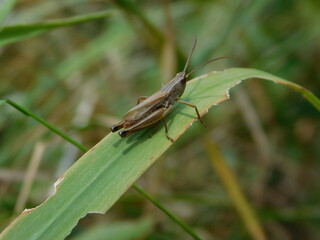 Chorthippus dorsatus is a species belonging to the family Acrididae, subfamily Gomphocerinae. It is...