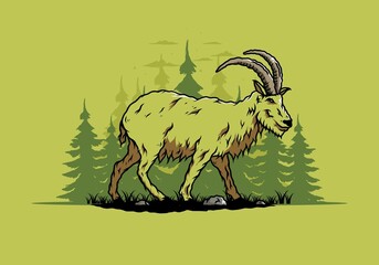 Hairy mountain goat with long horns